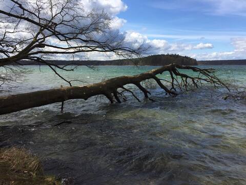 Holiday greetings from Stechlinsee (Franz)