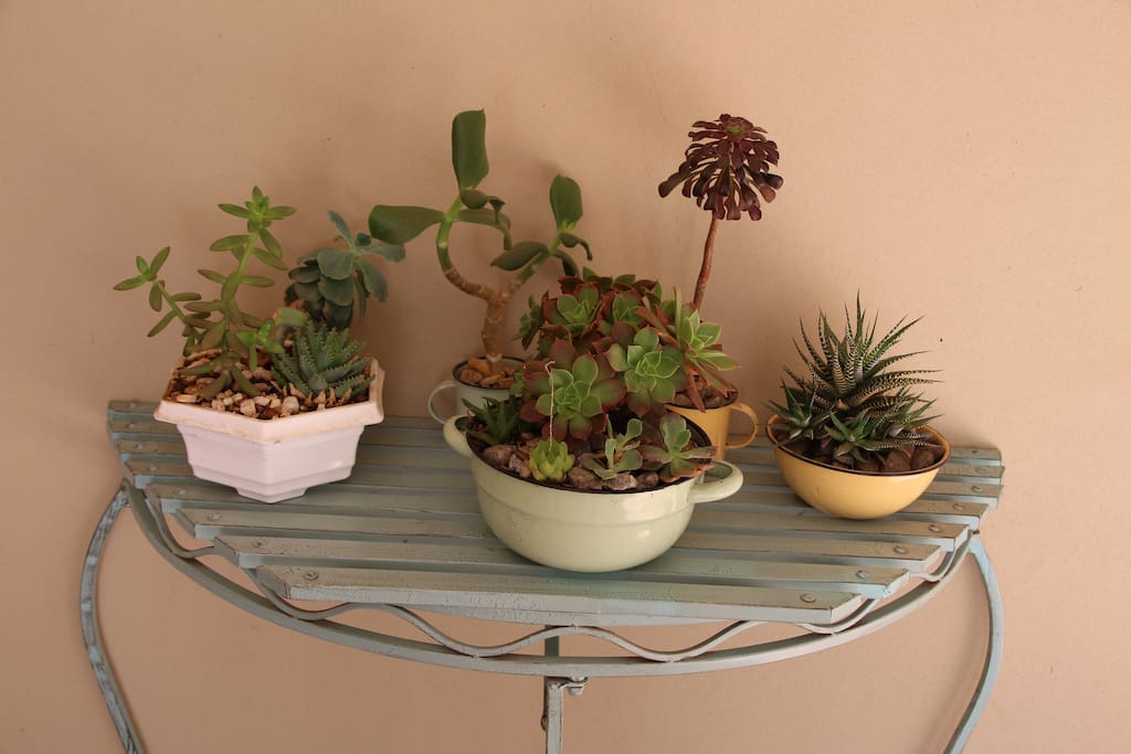 Plants