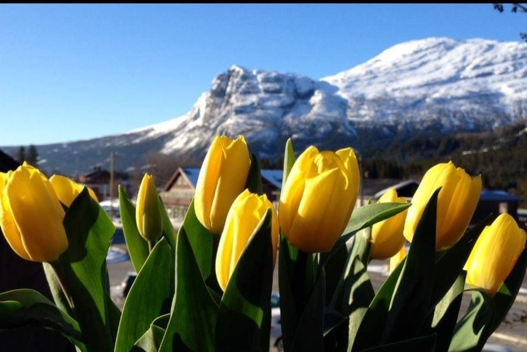 A close-up of vibrant yellow tulips is displayed in the foreground, surrounded by lush green leaves. In the background, snow-capped mountains rise against a clear blue sky, offering a striking natural contrast.