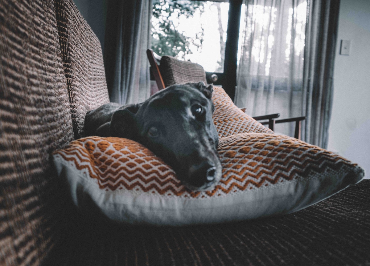 A greyhound rests comfortably on an orange and cream patterned cushion. Natural light filters through sheer curtains, illuminating the dog's relaxed expression. The background features a blurred view of trees, creating a calm and serene interior setting.