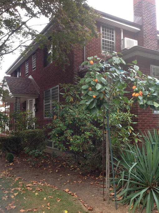 Front Yard