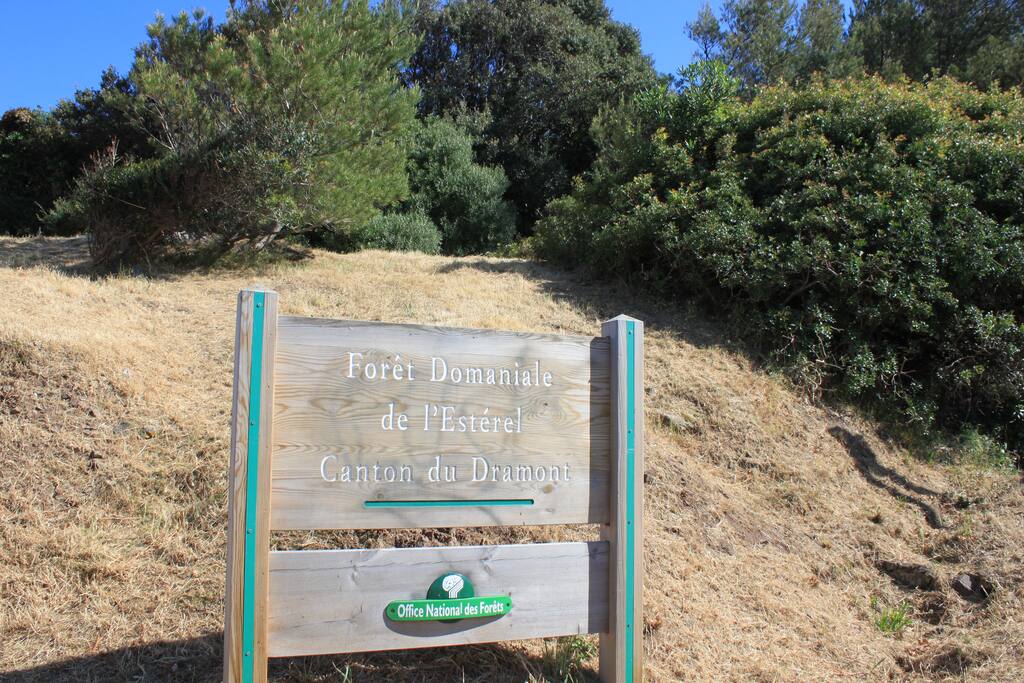 Forêt à côté de la plage