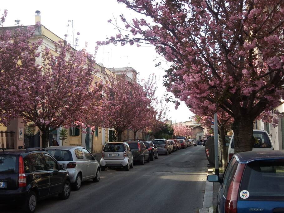 spring in Via dei Ciceri