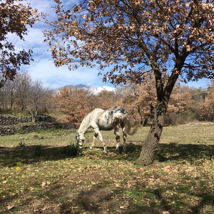 Cavalli al pascolo