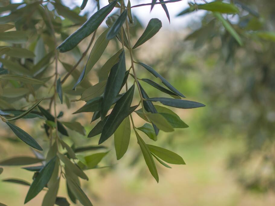 Olive Trees In The Garden