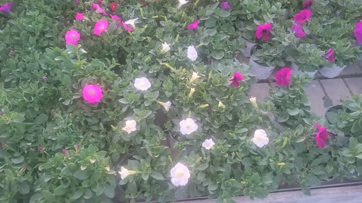 Слика 1 од „Одмор на југот на Голанската висорамнина“