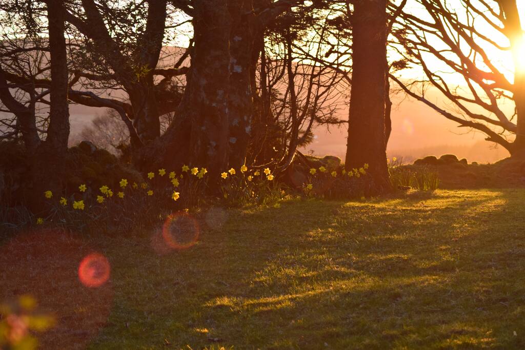 daffodils in spring