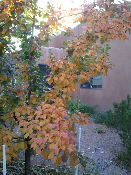 Pear tree in the fall