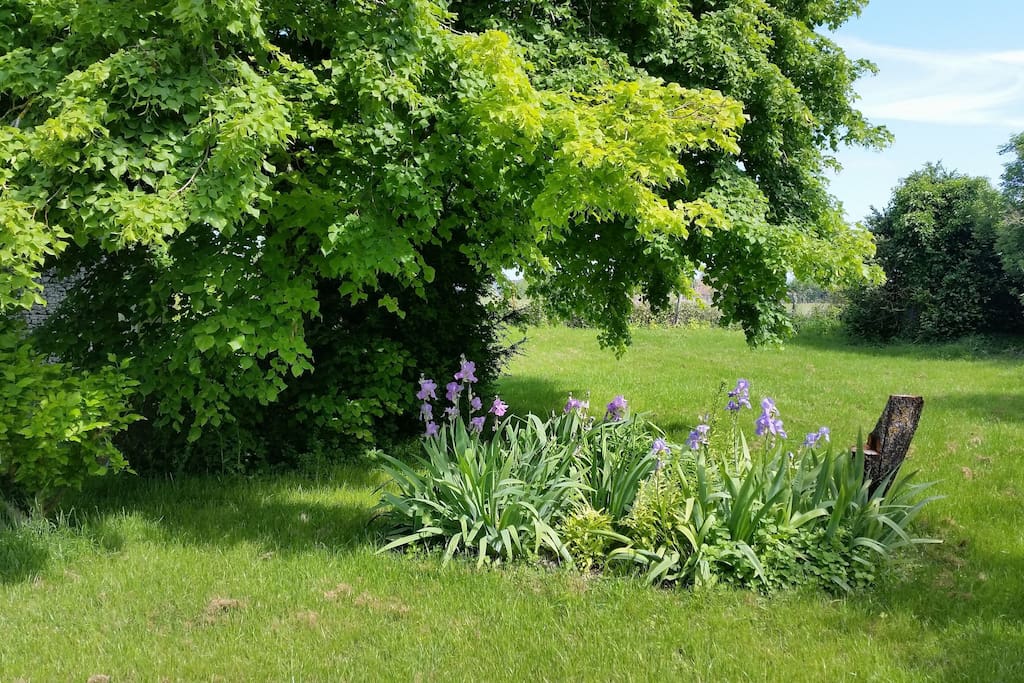 le tilleul et les iris