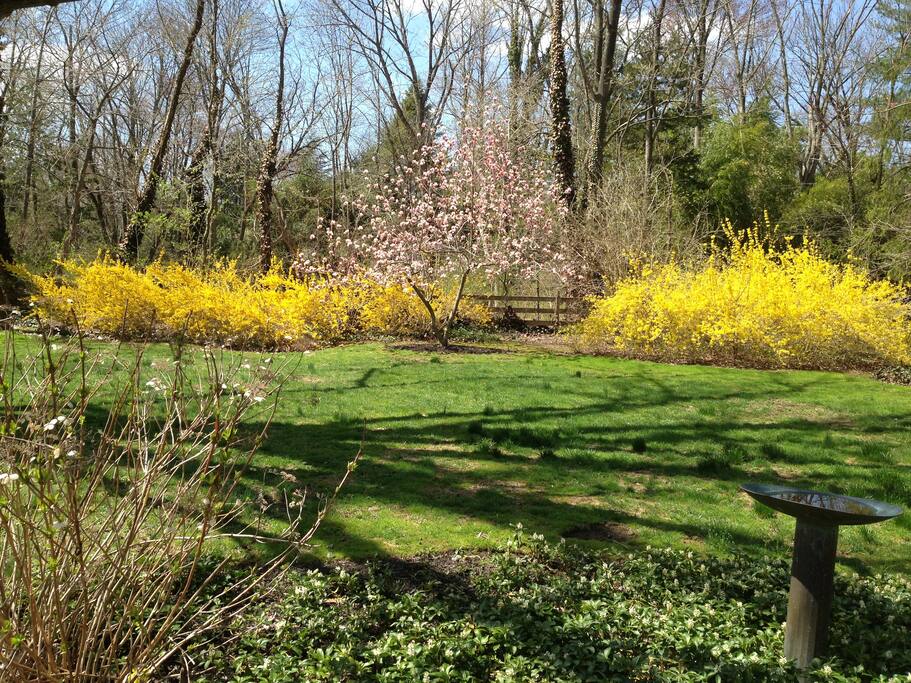 Back Garden
