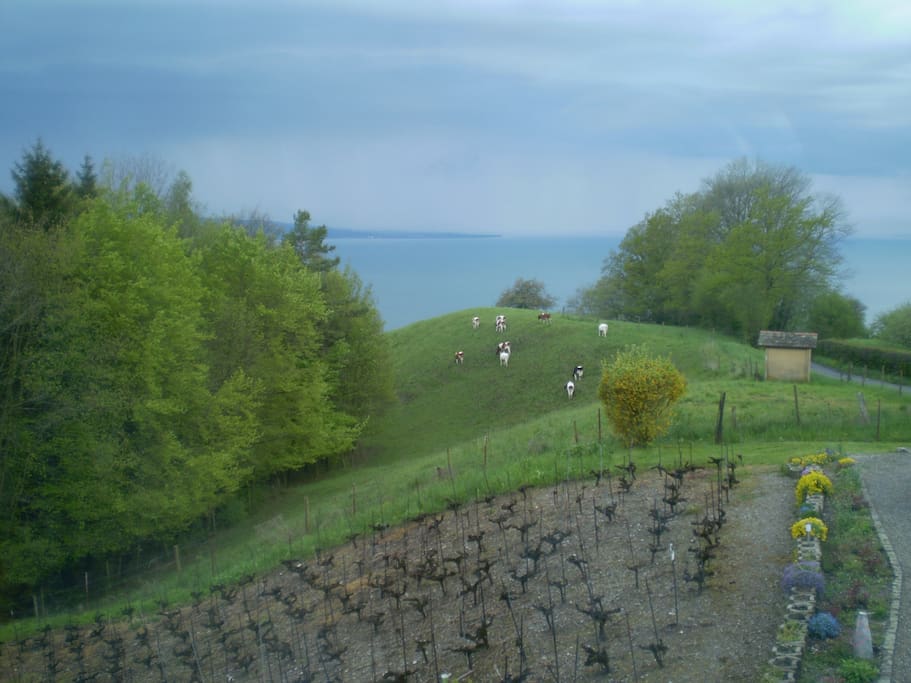 View from closed Veranda