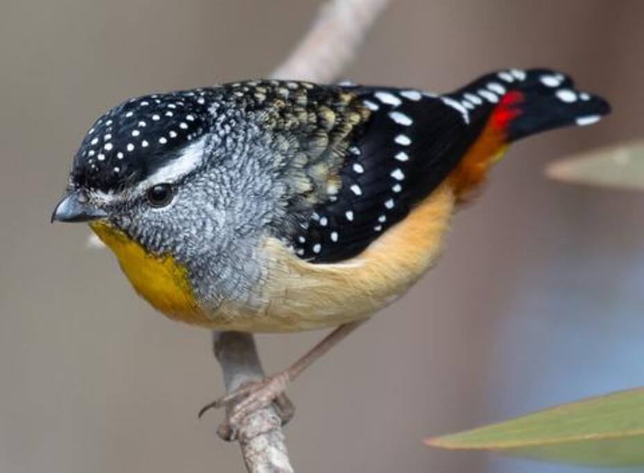 Spotted pardalote inhabitant