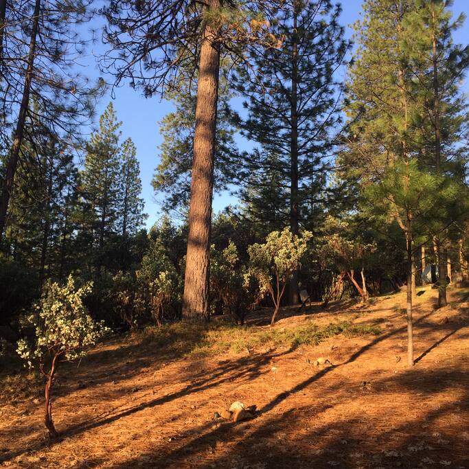 Sunrise view of back/side yard