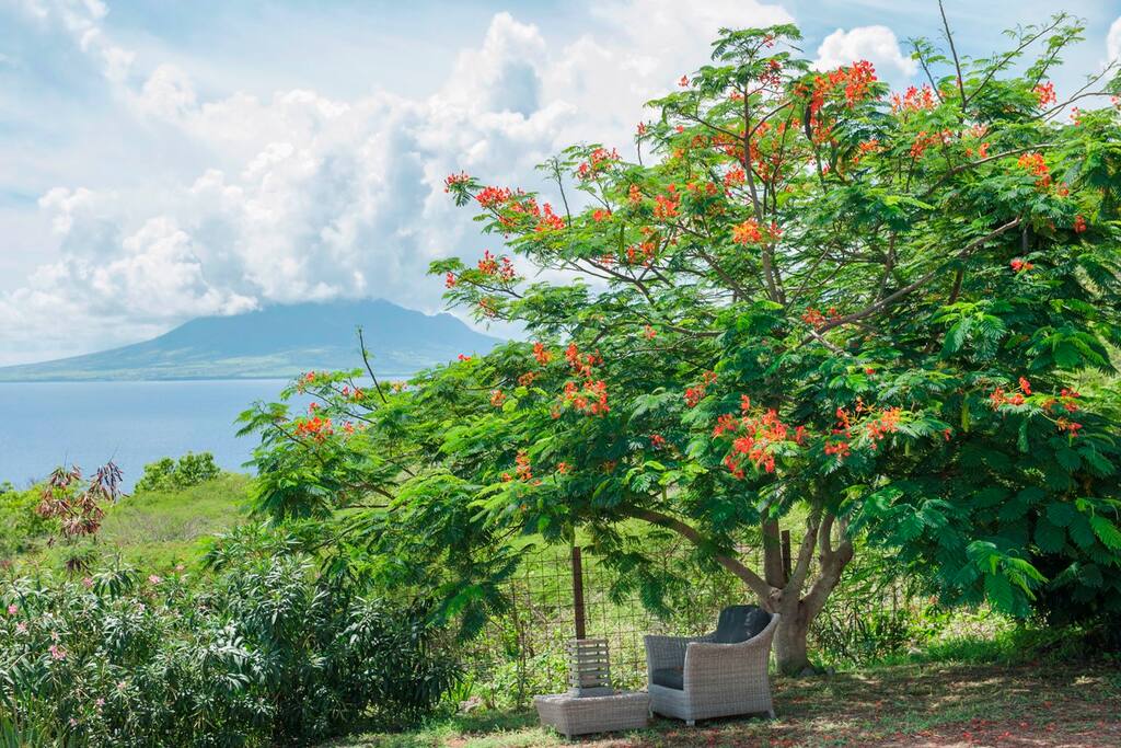 Garden view