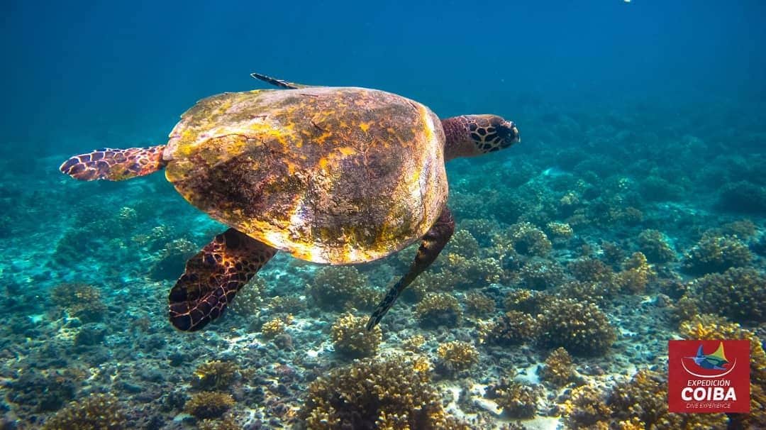 A sea turtle glides gracefully above a vibrant underwater landscape, surrounded by coral formations. Sunlight filters through the water, illuminating the turtle's shell and the diverse sea life below.