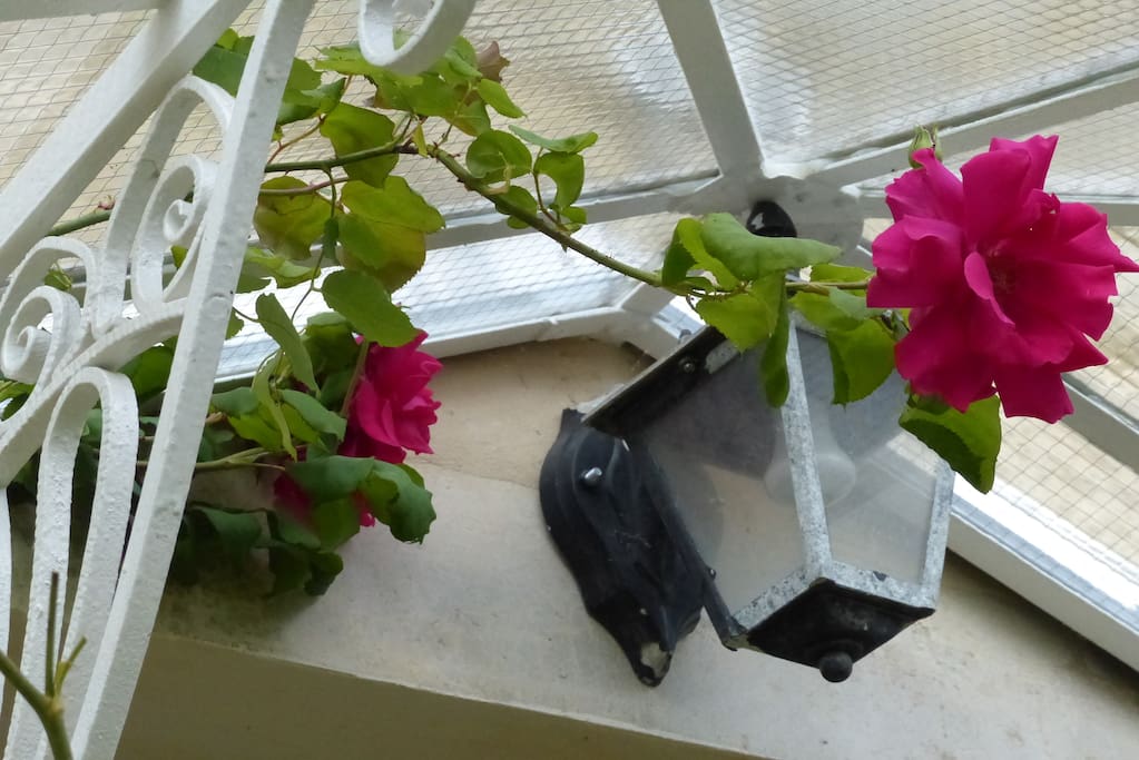 Roses anciennes sur la marquise