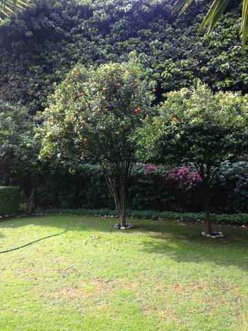 Beautiful House in Chimalistac/Amazing Garden gallery image 5