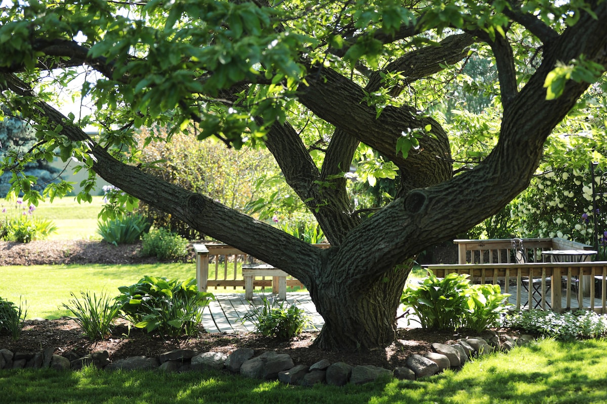 A mature tree with thick, gnarled branches offers shade over a wooden deck. Surrounding greenery includes various plants and shrubs, enhancing the natural setting. The space provides a peaceful outdoor area, inviting relaxation and connection with nature.