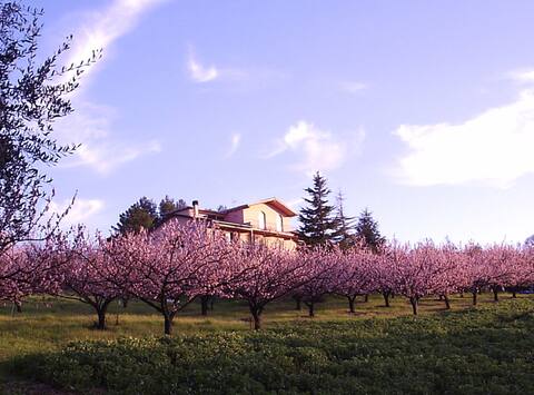Podere Costantino - Flats in a Villa - Near Pisa