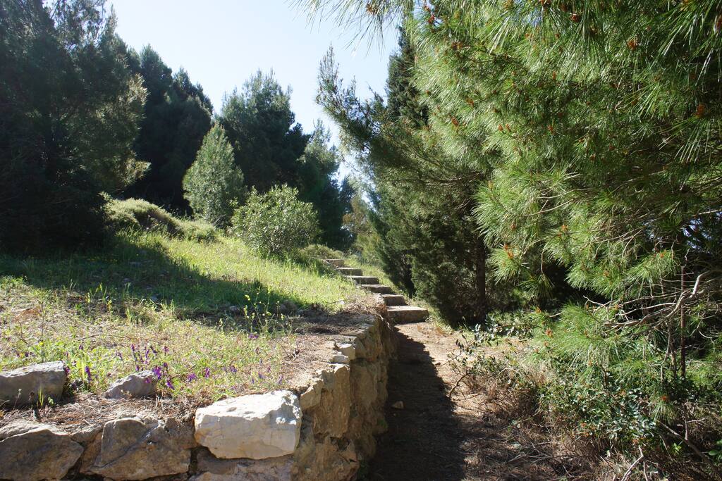 The garden