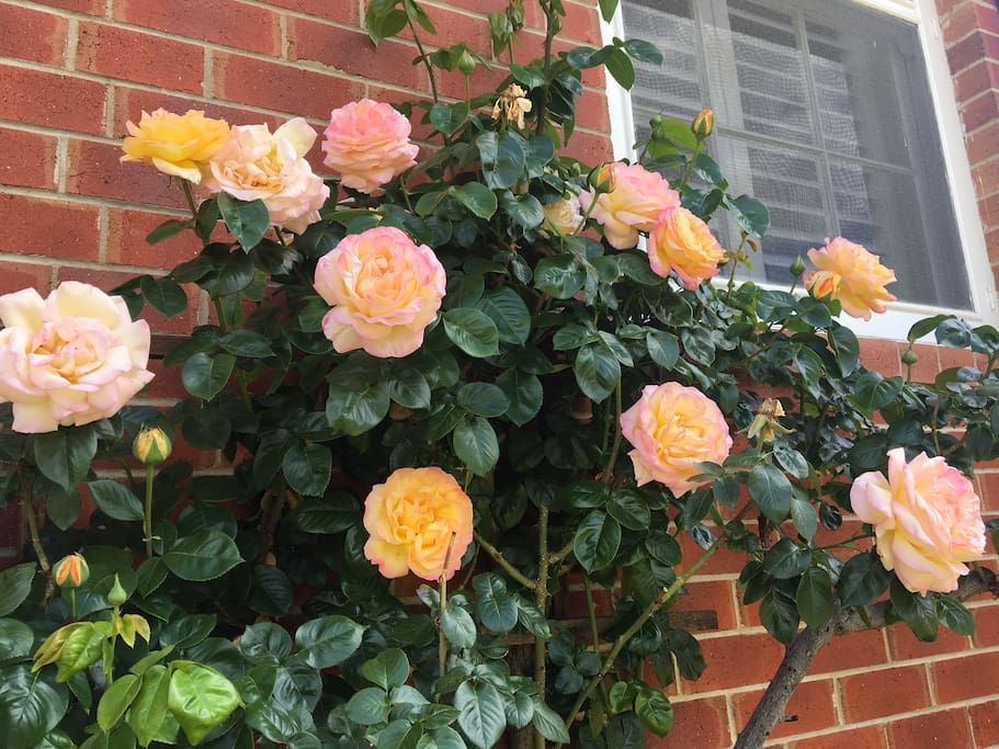 Front garden roses