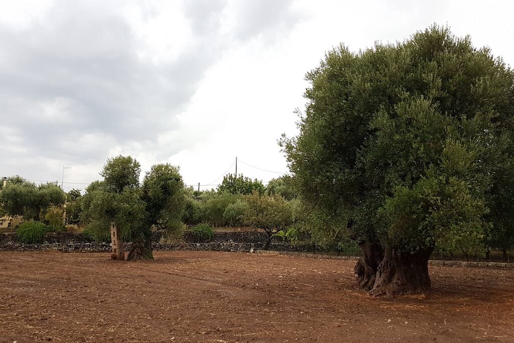 gli ulivi secolari della contrada Sarzano