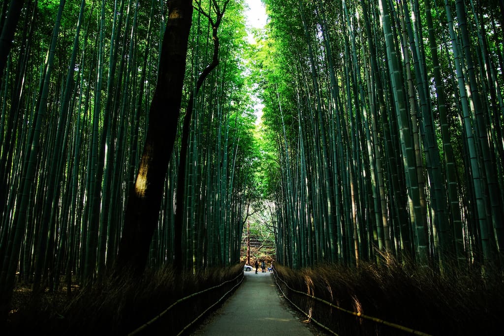 Bamboo road in the morning
