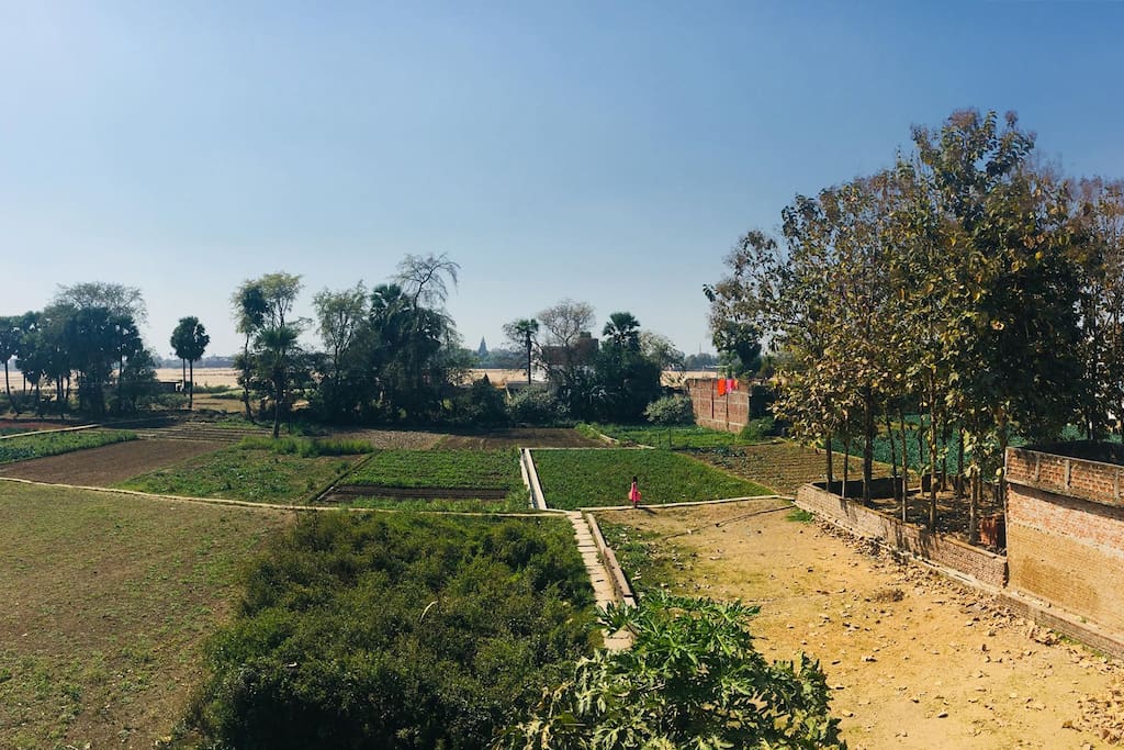 View of our vegetable garden from bedroom window