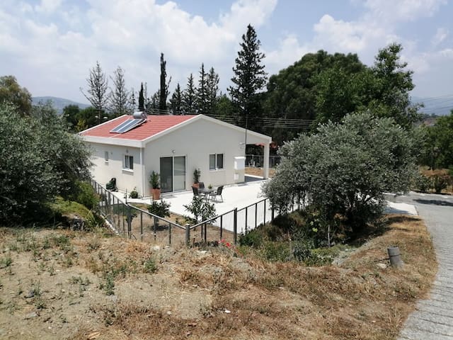 The Olive Tree House
