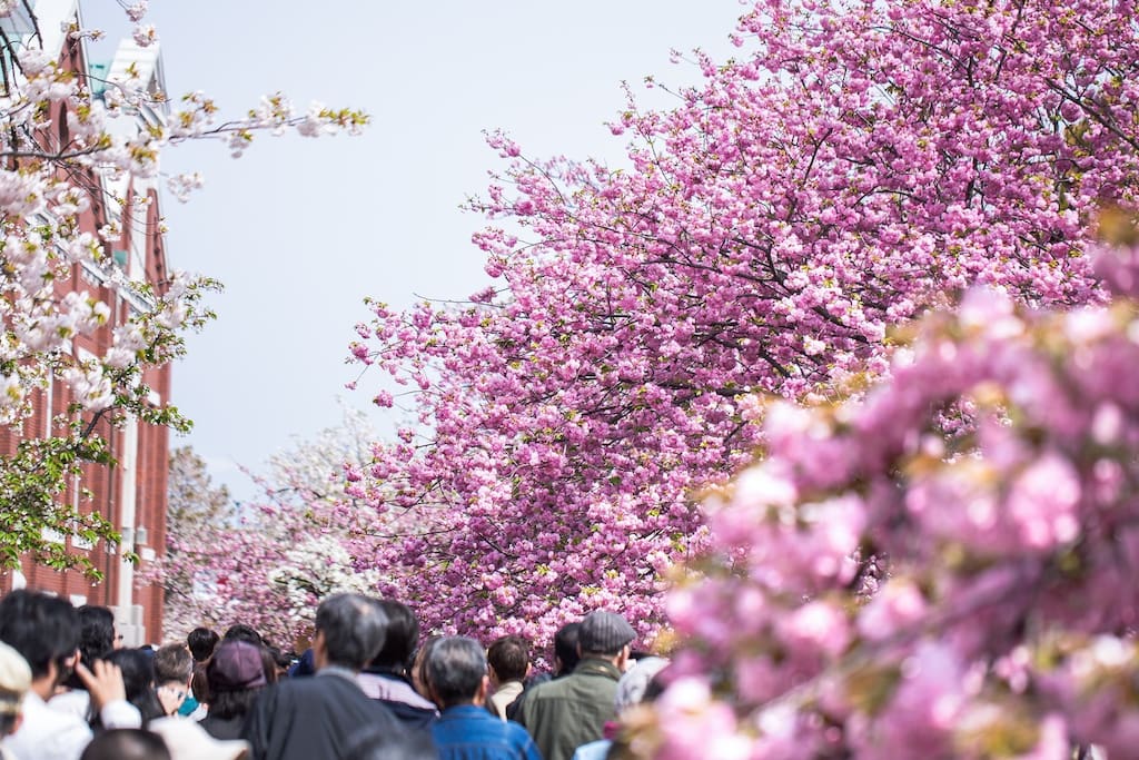 Mint museum Cherry blossoms passed through Late March to the beginning of April/造幣局 桜通り抜け 3月下旬から4月上旬が見頃