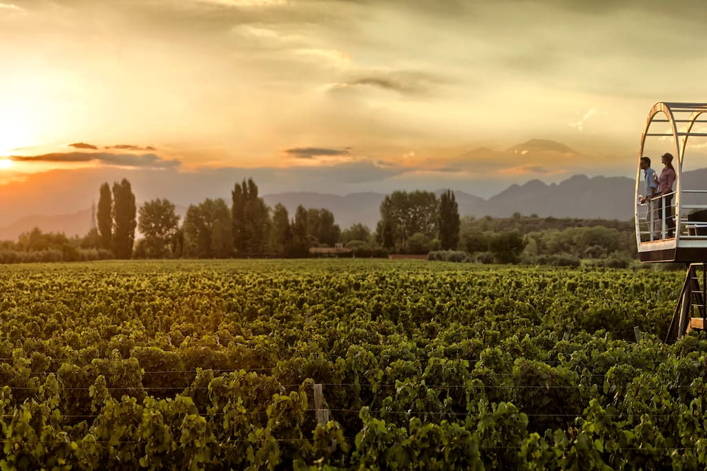 An overview of our expansive Malbec vineyard.