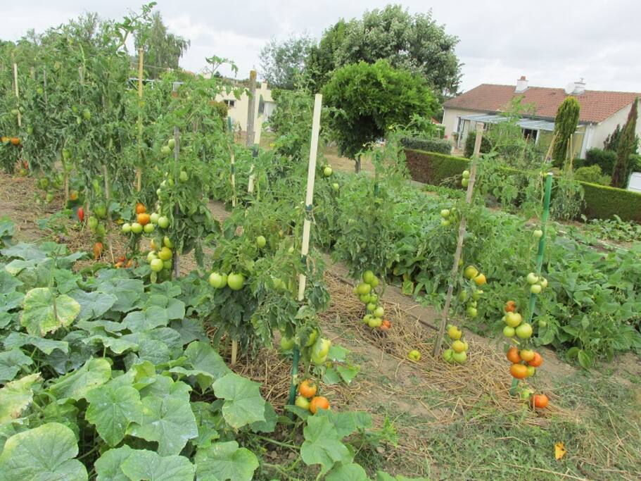 Notre jardin potager