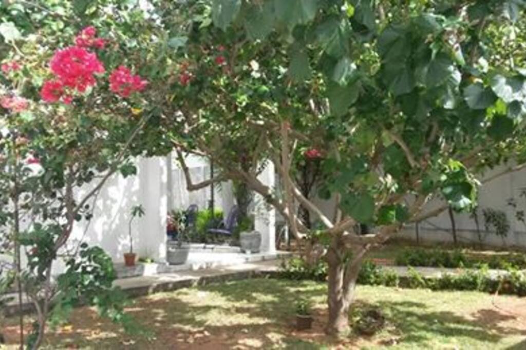 Vista da sombra