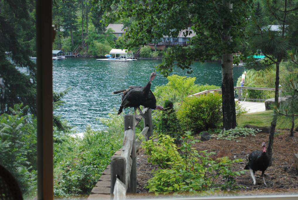 Wild Turkeys and the lake seen from the living room.