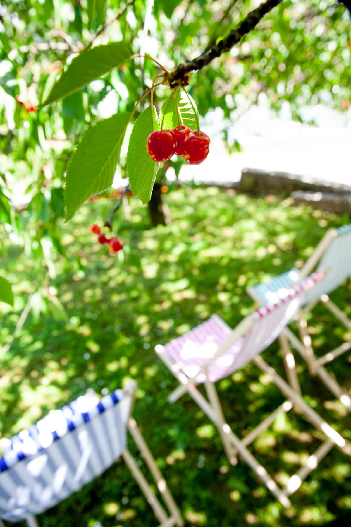 A shaded garden area features colorful deck chairs positioned on lush green grass. Red cherries hang from the tree overhead, providing a sense of tranquility and the opportunity for outdoor relaxation.