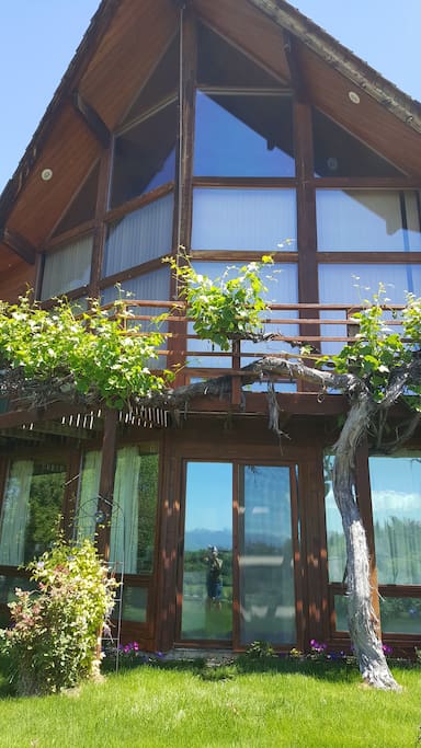 20 year grapevine growing on our deck