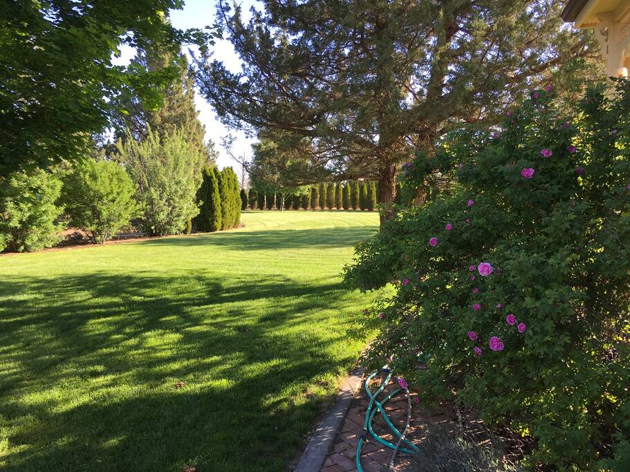 The Side Yard