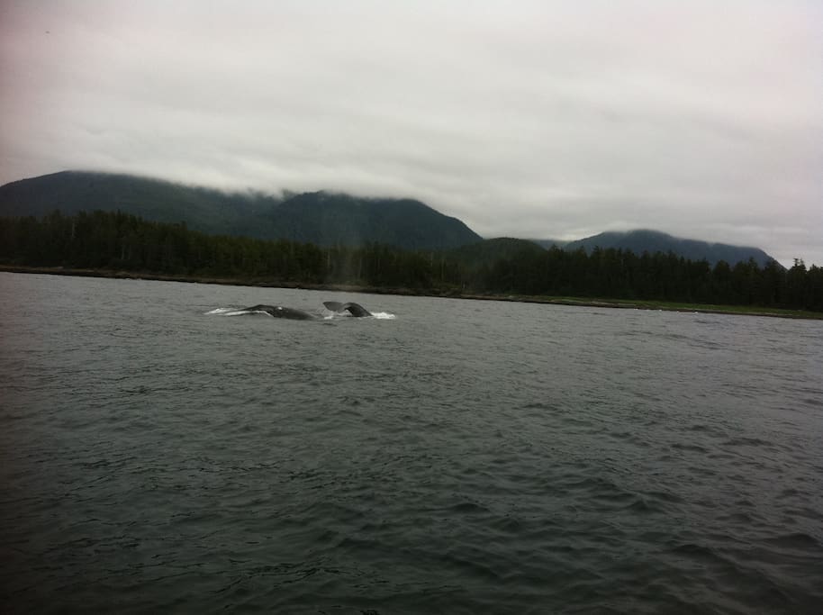 We are lucky to see the humpbacks come though every summer.