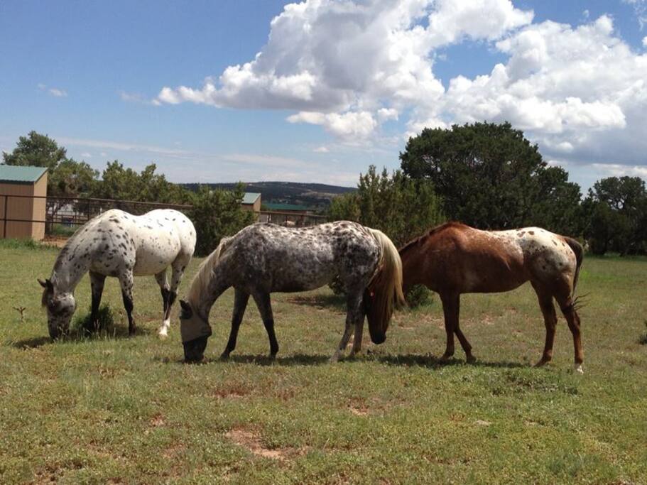 Loads of colorful horses