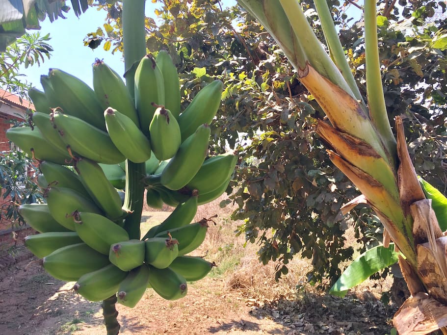 Bananas growing in our garden. They might be ripe when you arrive!