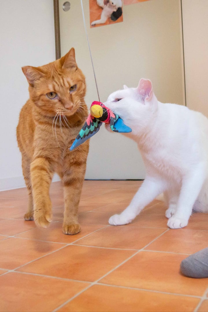 保護猫カフェで猫と過ごす幸せなひと時 Airbnb