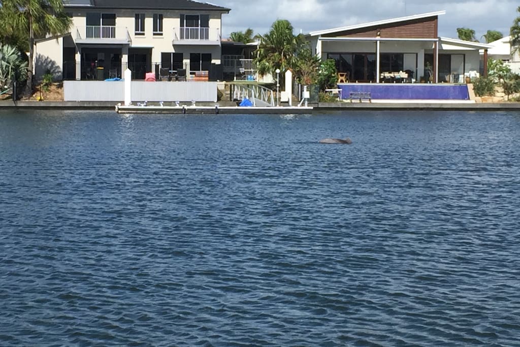 Dolphins swimming in the canal