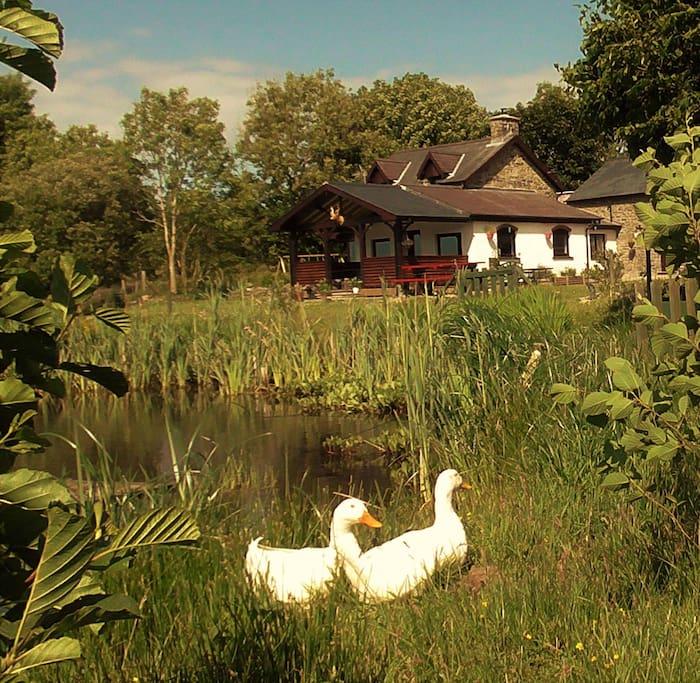 Our Ducks, Ronnie & Reggie, we also have chickens & turkeys.