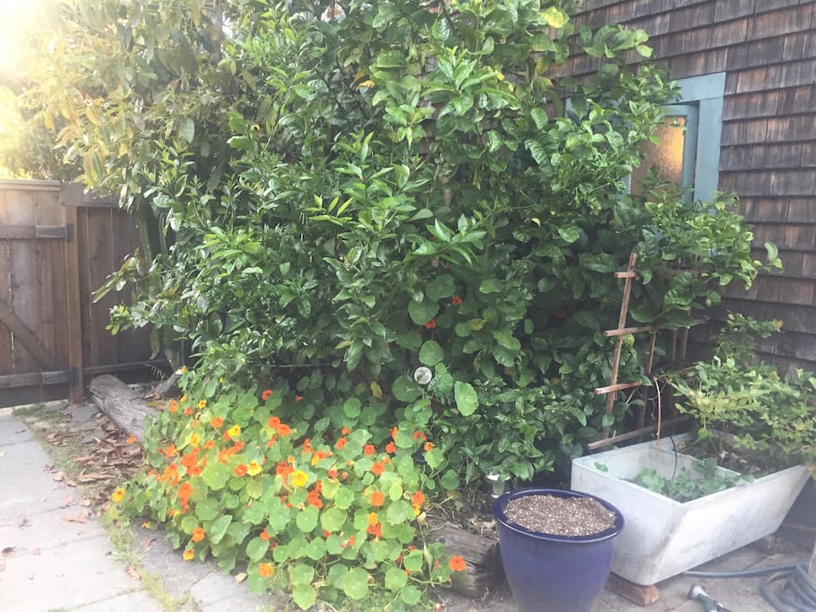 Fruit trees
