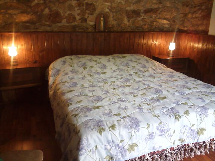 Betulla Bianca Nei Boschi Della Garfagnana - Castelnuovo di Garfagnana