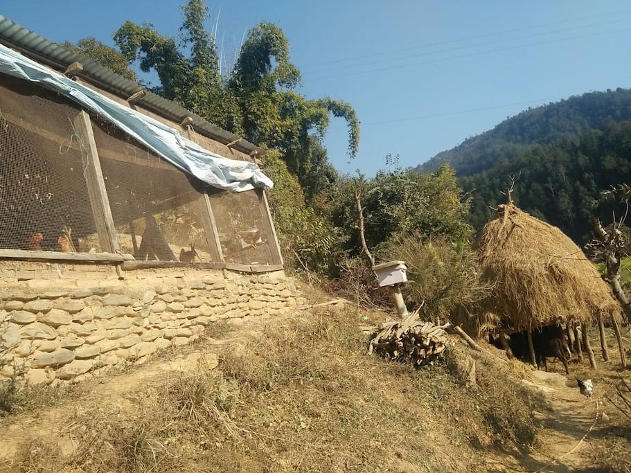 Local Chicken Farm