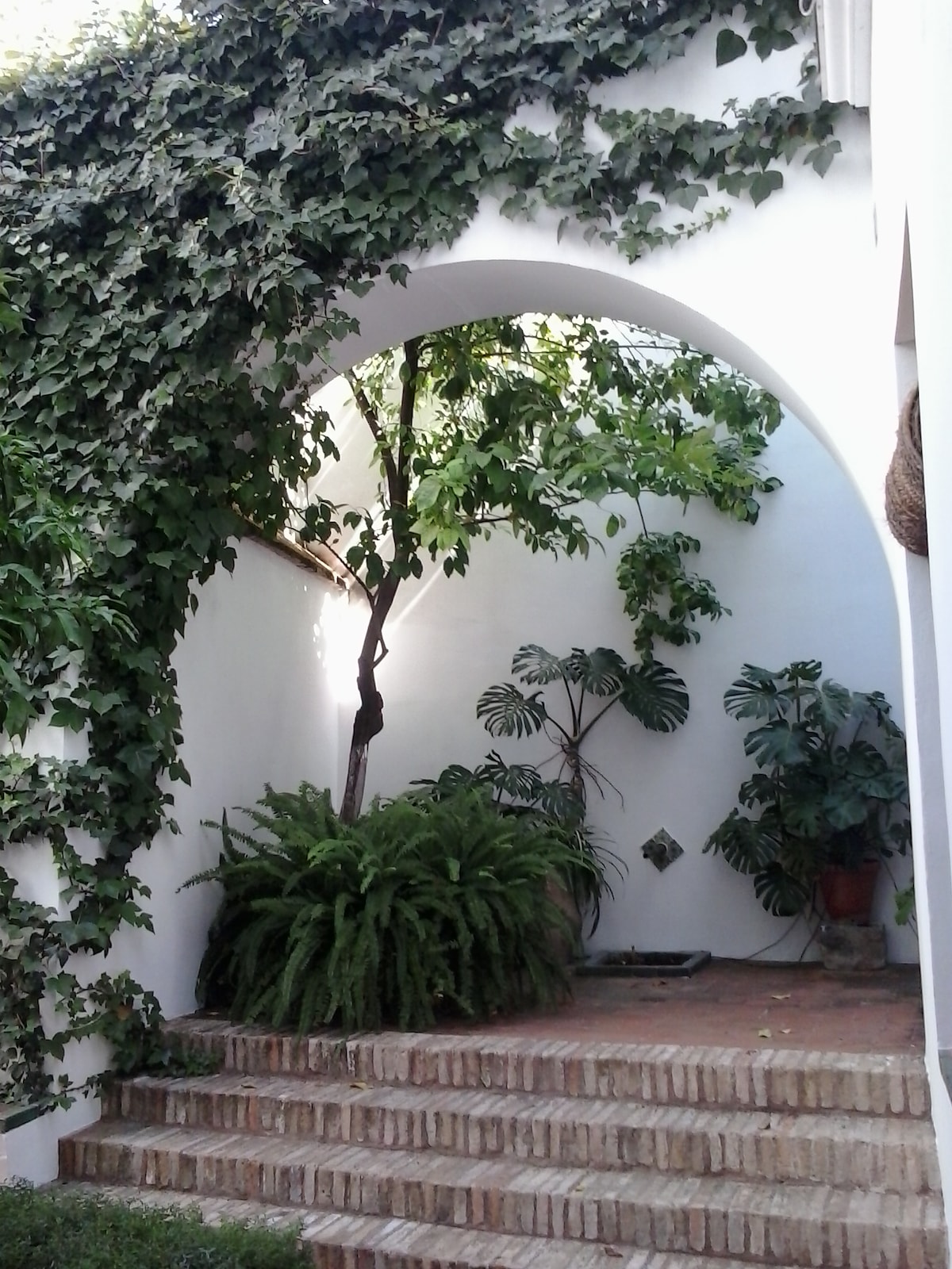 An inviting entrance features a brick staircase leading to a lush courtyard. A large plant with broad leaves and a climbing vine create a natural canopy, while various smaller plants add greenery against the white wall.
