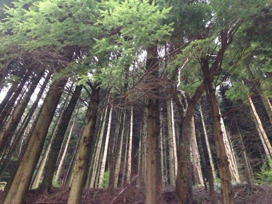 Beautiful forest walks for all abilities on your doorstep.