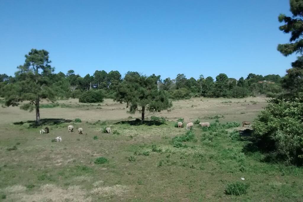 Vista das janelas
