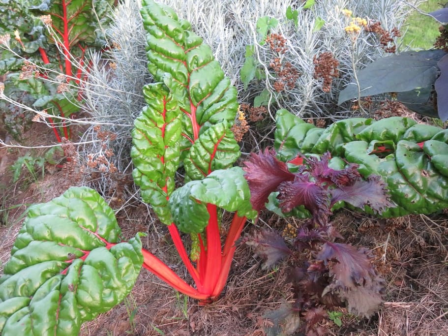 Les légumes bio du potager - Organic vegetables from the garden - Gemüse aus dem Bio Garten